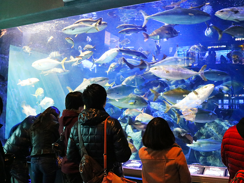 鳥羽水族館観光