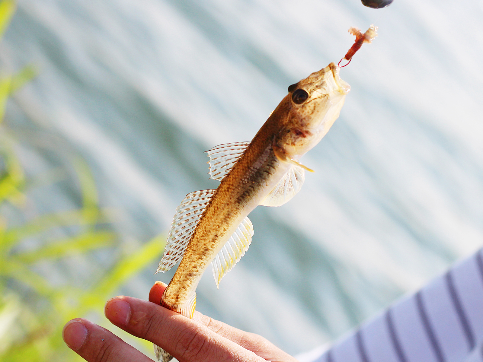 ハゼ釣り