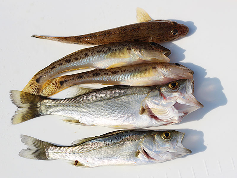 ハゼ釣りの釣果
