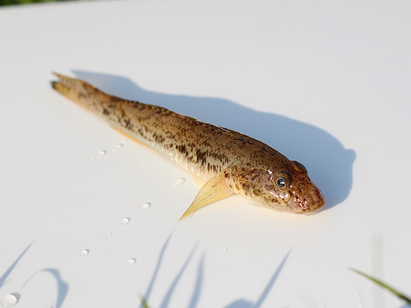 ハゼ釣り