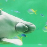 toba_img_dugong_bye