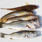img_fish